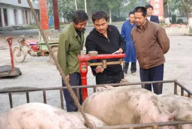 大蓄農(nóng)：收豬人無(wú)意泄露5條收豬潛規(guī)則，原來(lái)豬農(nóng)都是這樣被坑慘的